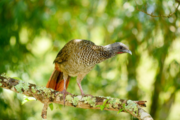 Amazonian guan perched on a moss-covered branch in a tropical forest with natural light.