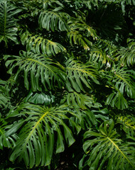 high contrast tropical plant background	