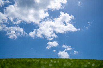 Grass background. Grass field. Summer meadow. Spring hill. Grassy background. Grass texture. Natural green texture. Sunny grass background. Greenery landscape. Pasture background. Grassland view.