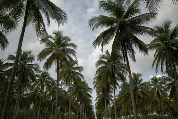 View of coconut tree plantation	in Indonesia