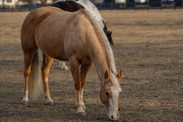 Fototapeta premium Horses grazing in a sunlit meadow. A brown horse standing in a field. A horse peacefully grazing in a green pasture. A herd of horses at the countryside. Beautiful horses enjoying freedom in nature.