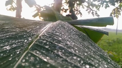 Water droplets on banana leaves in the morning. - Powered by Adobe