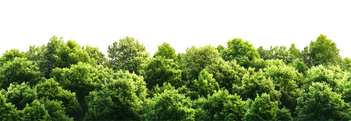 Lush Green Canopy