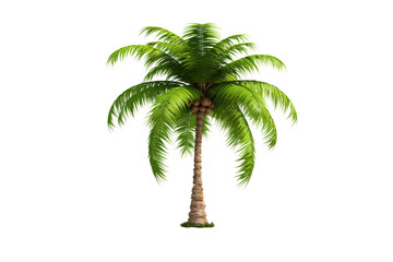 Tall coconut palm tree with lush green leaves and a smooth trunk isolated on a clean white background