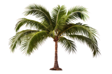 Tall coconut palm tree with lush green leaves and a smooth trunk isolated on a clean white background