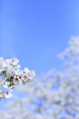 春の桜