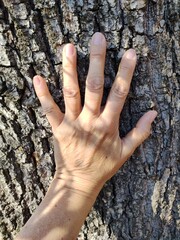 Hand ber&uuml;hrt Baum