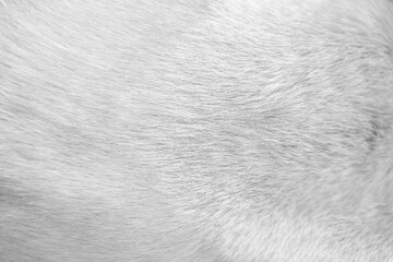 Dog fur white texture soft smooth light background