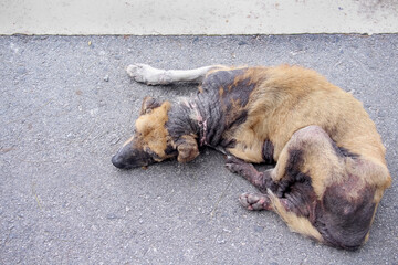 Top view old brown dog has allergic skin or canine scabies