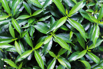 Top view jasmine green leaf natural background