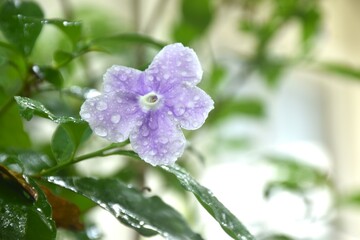 Brunfelsia uniflora purple flower with drop of water blooming from branch in garden on summer
