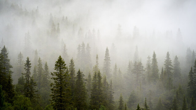  Misty Norwegian Pine Forest in Rain