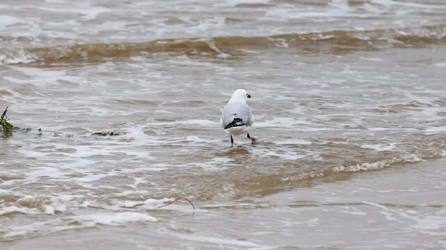 Red-Billed Gull Strolling Along Point Lonsdale Beach