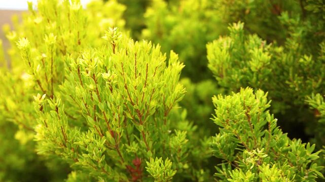 Vibrant Coleonema Foliage in Port Campbell, Australia