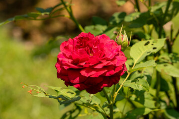 red rose in garden