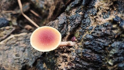 mushrooms on a tree