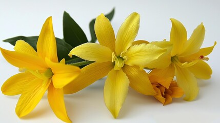 Fototapeta premium Stunning Close-up of Vibrant Yellow Flowers in Full Bloom. Nature's Beauty Captured in a Breathtaking Image.