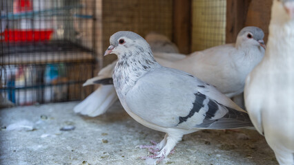 Serbian high—flying pigeon, a breed of domestic pigeons designed for endurance flights, Bird Market, Kabul