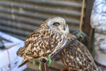 Swamp owl, Asio flammeus sandwichensis (Pueo) Kabul, Afghanistan