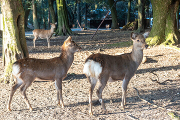 feeding the wild deer in Nara, Japan 