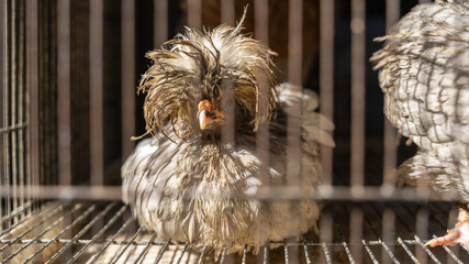 Paduan chicken is a rare and beautiful type of poultry, Kabul, Afghanistan