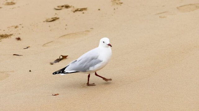 Red-billed Gull Strolling on Point Lonsdale Beach