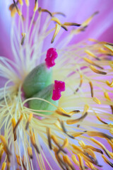 purple flower closeup