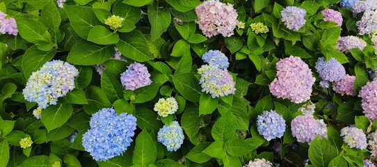 Beautiful blue Hydrangea Macrophylla Adria flower