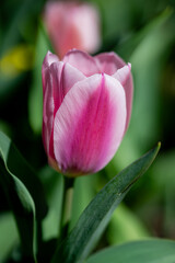 Naklejka premium Spring blossom wallpaper. Beautiful Tulips. Red tulip flowers background. Beautiful flower red tulips in sunlight landscape at spring or summer. Amazing spring nature. Tulips flowers in garden.