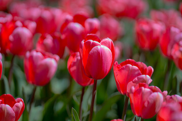 Fototapeta premium Red Tulip flower in tulip field at spring day. Colorful vivid pink tulips in the park. Spring landscape. Red tulip garden in spring. The Tulip. Beautiful bouquet of tulips in spring nature. Close up