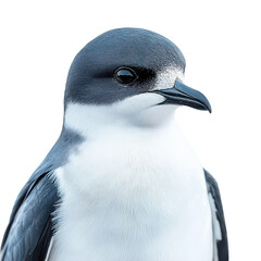 Petrel png storm petrel png graceful seabird png wild petrel png gliding petrel bird png transparent background image