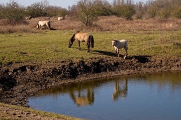 Konik or Polish Konik is a Polish breed of small horse or pony here grazing on the banks of the river Waal in the Netherlands near Druten © Bennekom