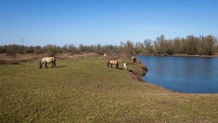 Konik or Polish Konik is a Polish breed of small horse or pony here grazing on the banks of the river Waal in the Netherlands near Druten © Bennekom