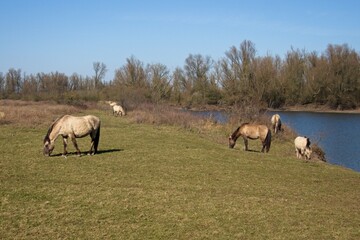 Konik or Polish Konik is a Polish breed of small horse or pony here grazing on the banks of the river Waal in the Netherlands near Druten © Bennekom