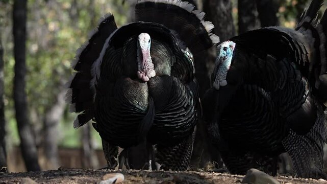 turkey in the field s[read tail in the spring for mating