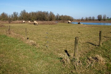 Konik or Polish Konik is a Polish breed of small horse or pony here grazing on the banks of the river Waal in the Netherlands near Druten © Bennekom