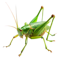 Green cricket isolated on transparent background  
