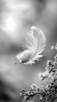 Fototapeta Delicate White Feather in Monochrome Close Up