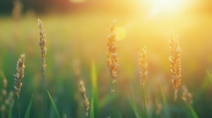 Obraz premium Golden grasses bathed in sunset light