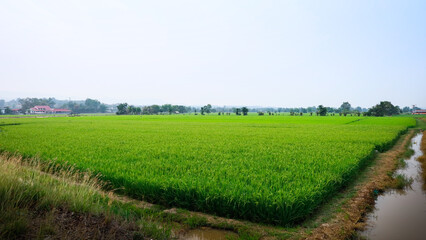 A fertile rice field that is the agricultural plot of a farmer who takes good care of the plants.