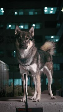 Alaskan husky dog on the street at night