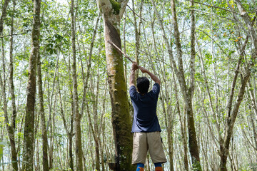 Indonesian farmers are working on the rubber tree plantation. Farmers are tapping rubber tree by...