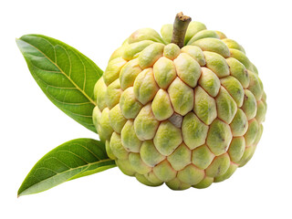Obraz premium Fresh custard apple isolated on white background in monoline style for food and fruit concept design.