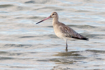 Bar-tailed Godwit - Limosa lapponica - Wading Shorebird in Natural Habitat