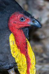 Brush-turkey Portrait - Alectura lathami - Close-up of Head in Profile