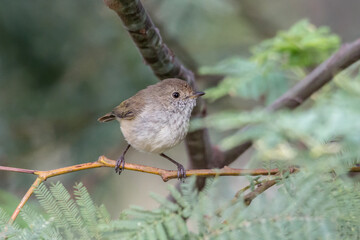 Perched Brown Thornbill - Acanthiza pusilla - Native Australian Songbird