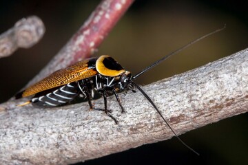 Adult Austral Ellipsidion - Ellipsidion australe - Australian Cockroach Species