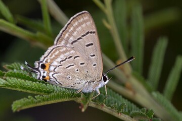 Jalmenus ictinus - Stencilled Hairstreak Resting - Native Butterfly Macro