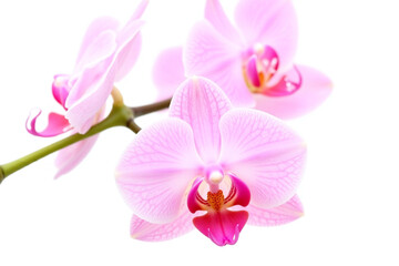 bunch of pink orchids sitting on top of a table