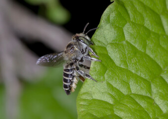 Leafcutter Bee - Subgenus Eutricharaea - Cutting Leaf Segment in Action